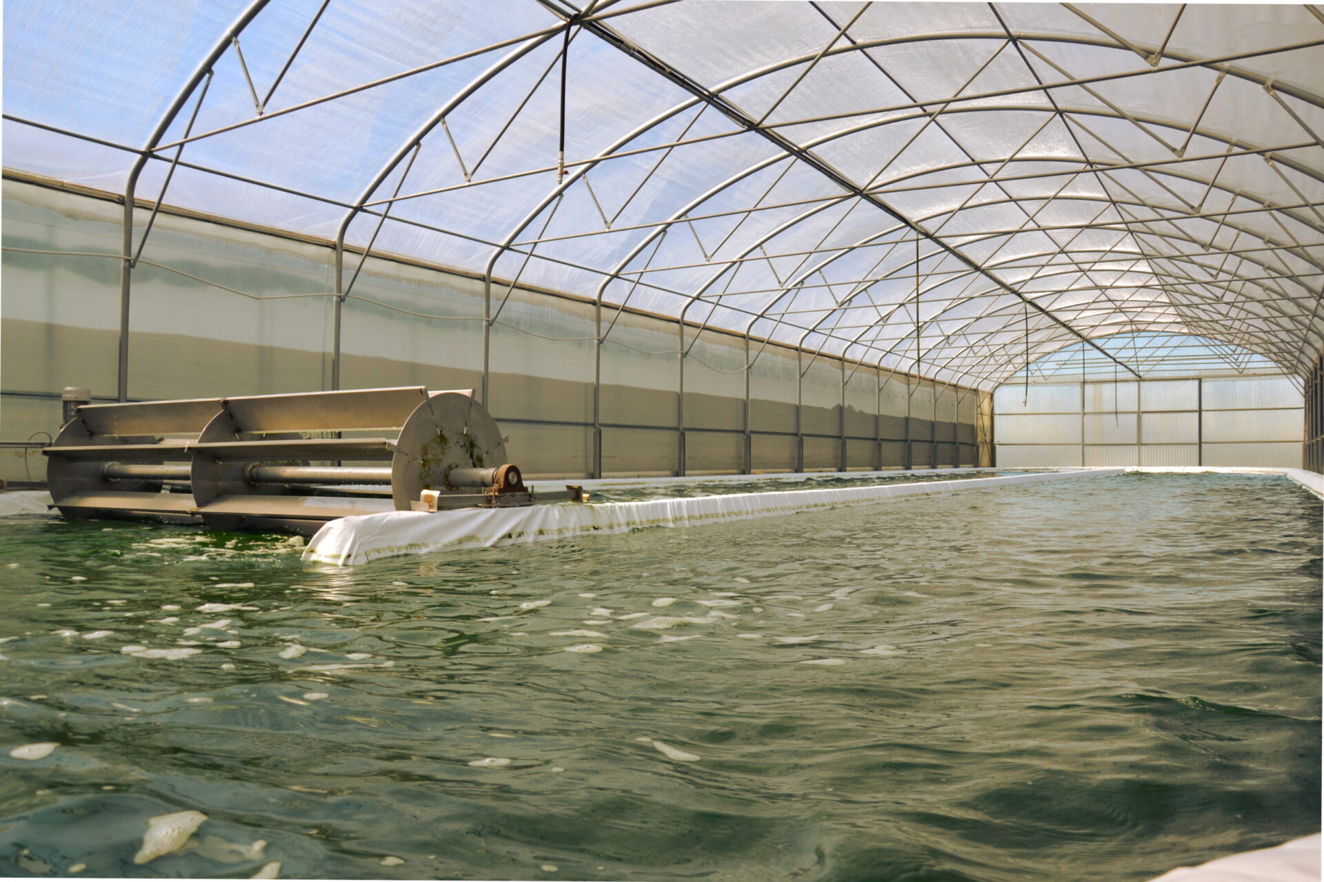 CONOSCIAMO MEGLIO L’ALGA SPIRULINA S.A.Ba.R